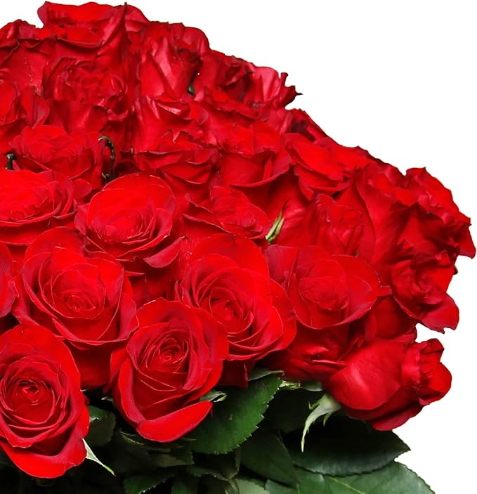 Rosenstrauß mit 40 roten Rosen – Frische Schnittrosen in Floristenqualität, ca. 40 cm Länge